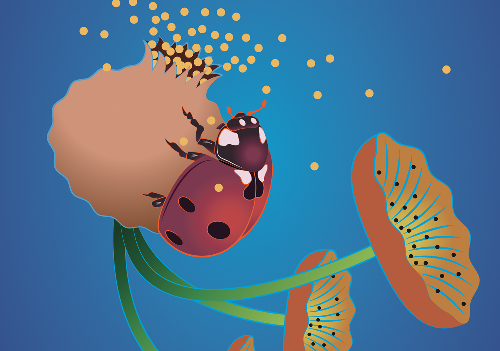 Graphisme & Illustration